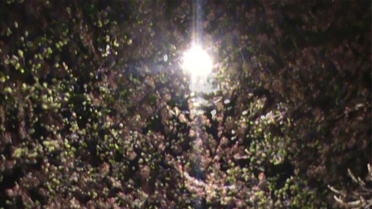 Lule e lehtë backdrop