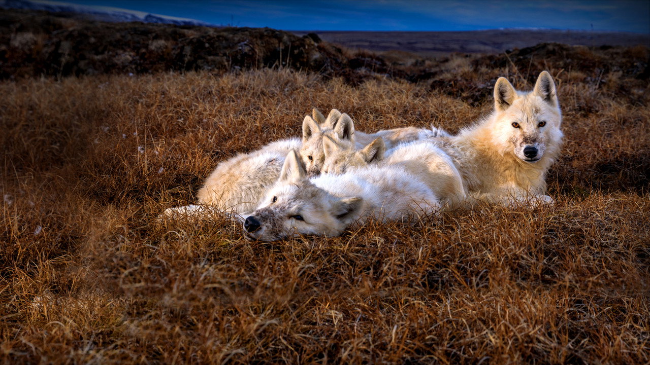 Kingdom of the White Wolf