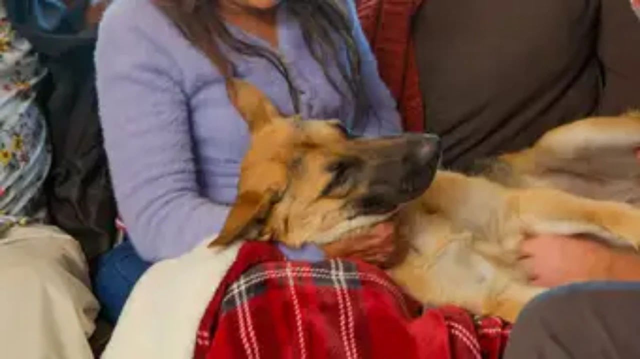 The Wizard of Paws - Season 5 Episode 8 : Story's Magic Leg