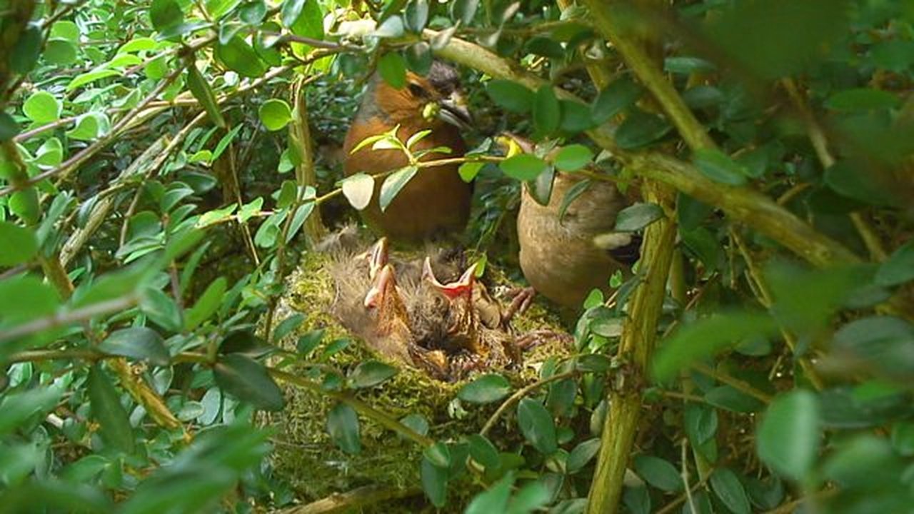 Springwatch - Season 10 Episode 8 : Episode 8