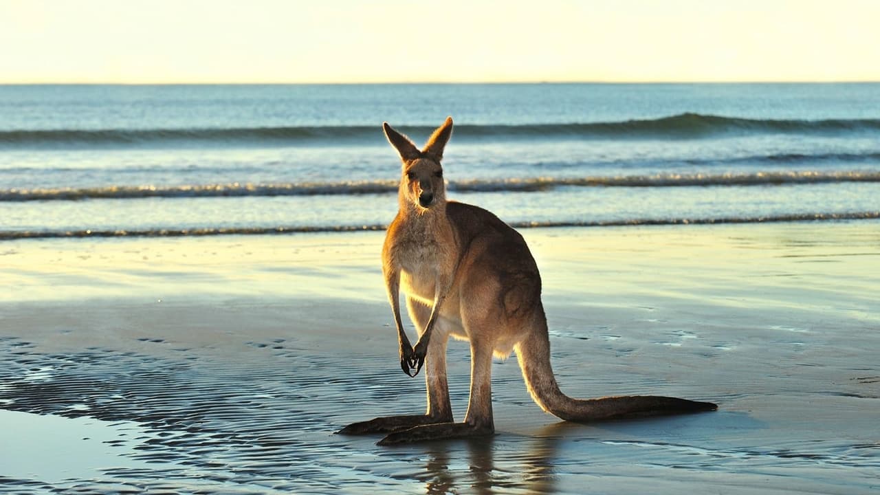 Nature - Season 40 Episode 7 : Animals with Cameras 02: Australia