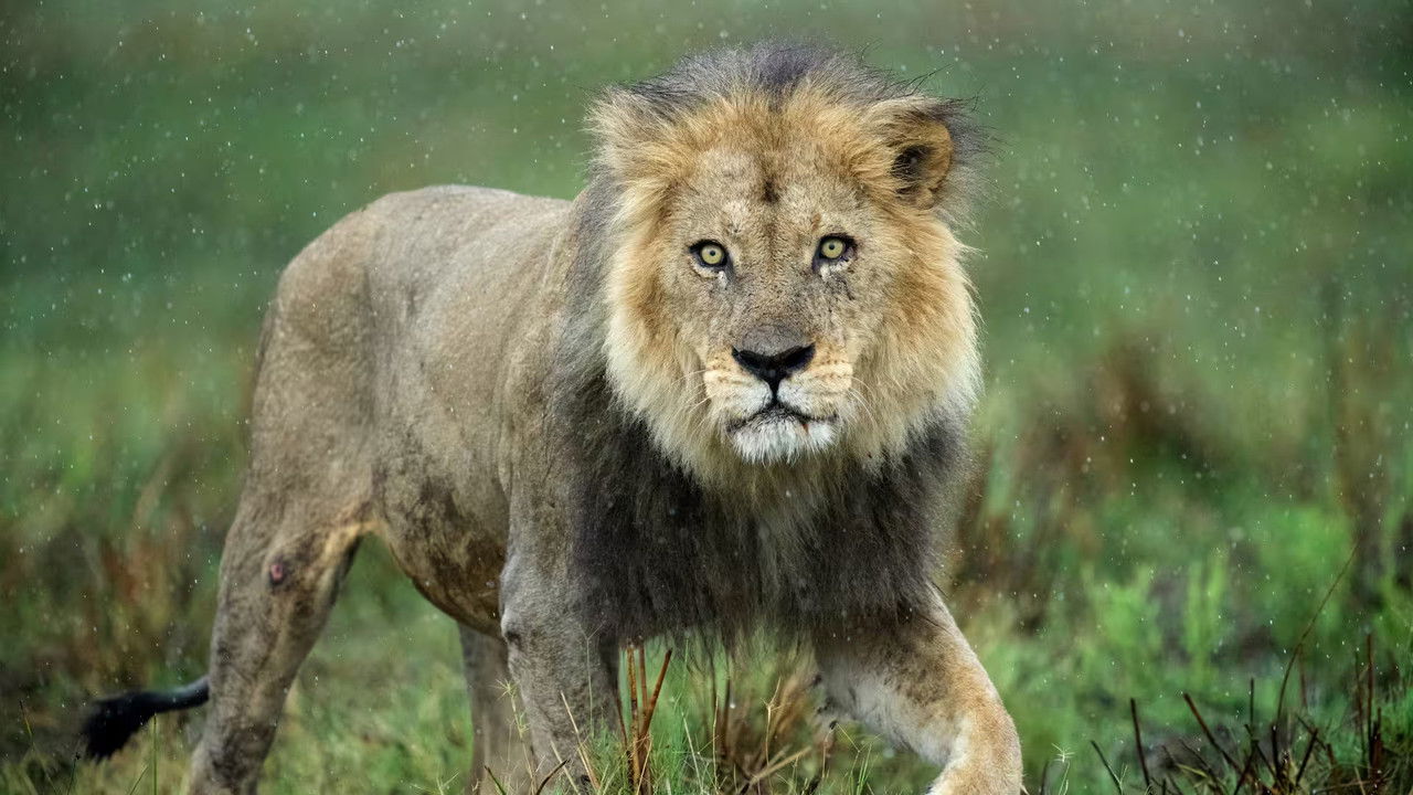 Big Cats, Small World — Épisode 2