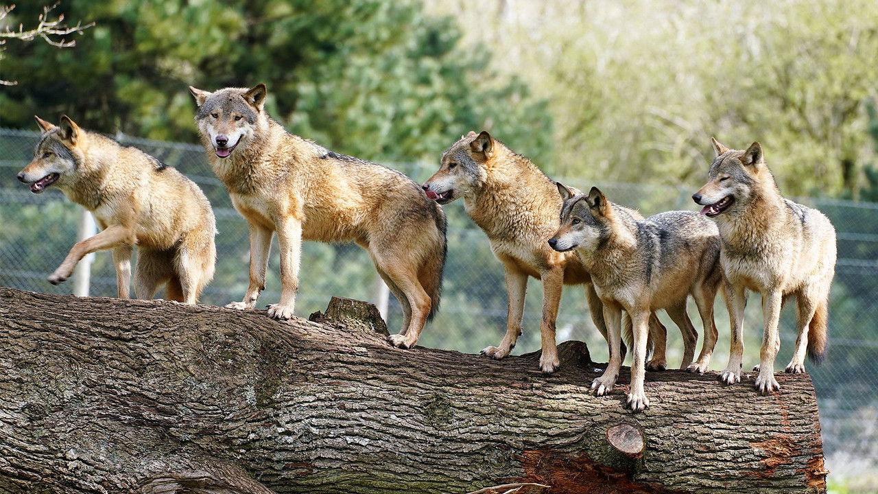 Animal Park — Épisode 10