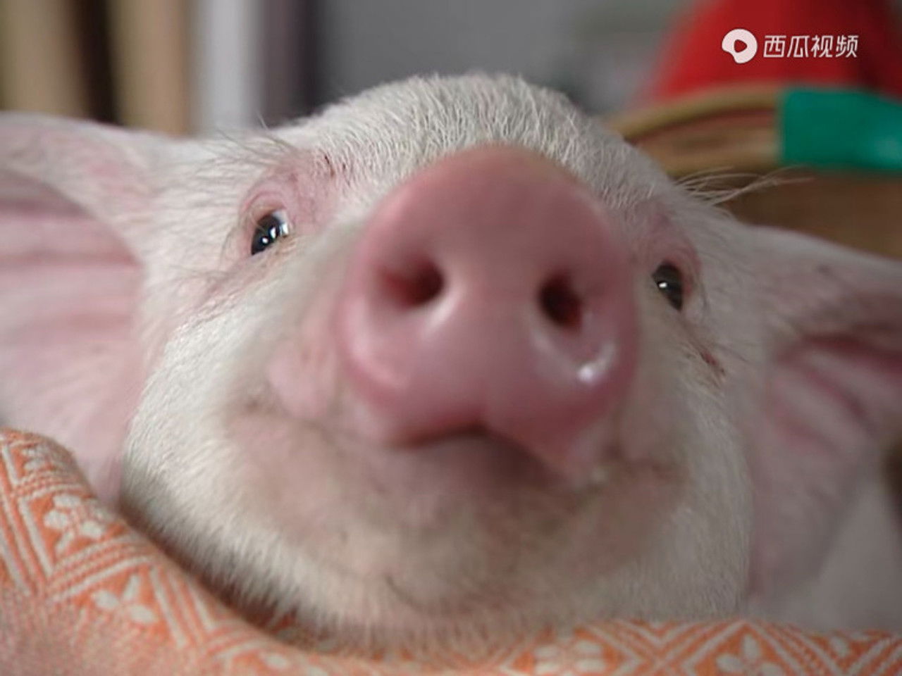 别拿豆包不当干粮 — Épisode 18