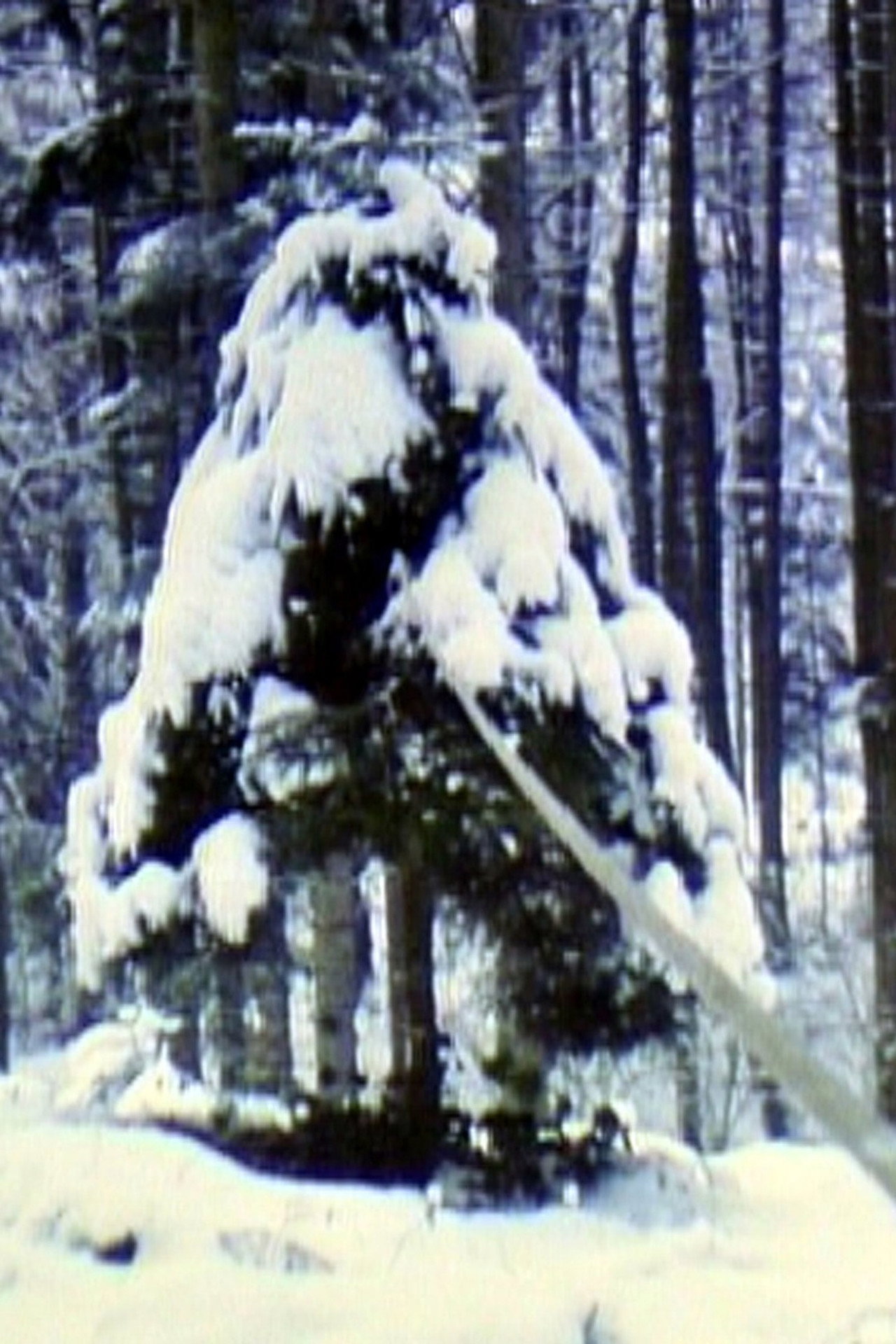 Pine Tree with Rubber Band filmaffisch
