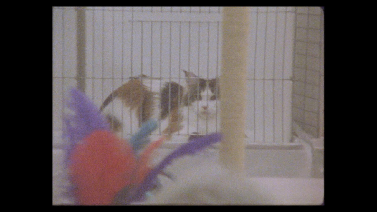 Considering Cats still 8