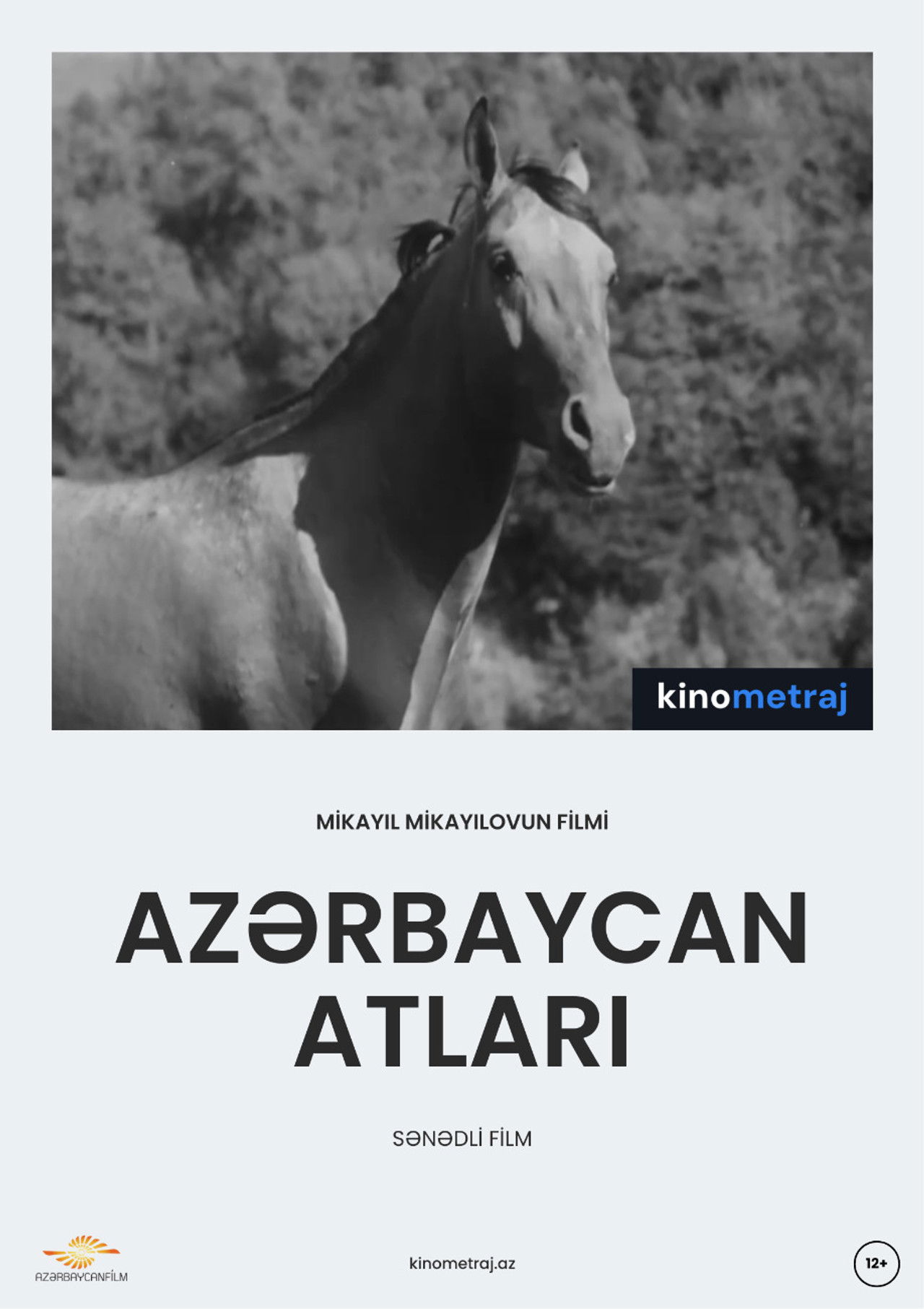 Azerbaijani Horses Backdrop