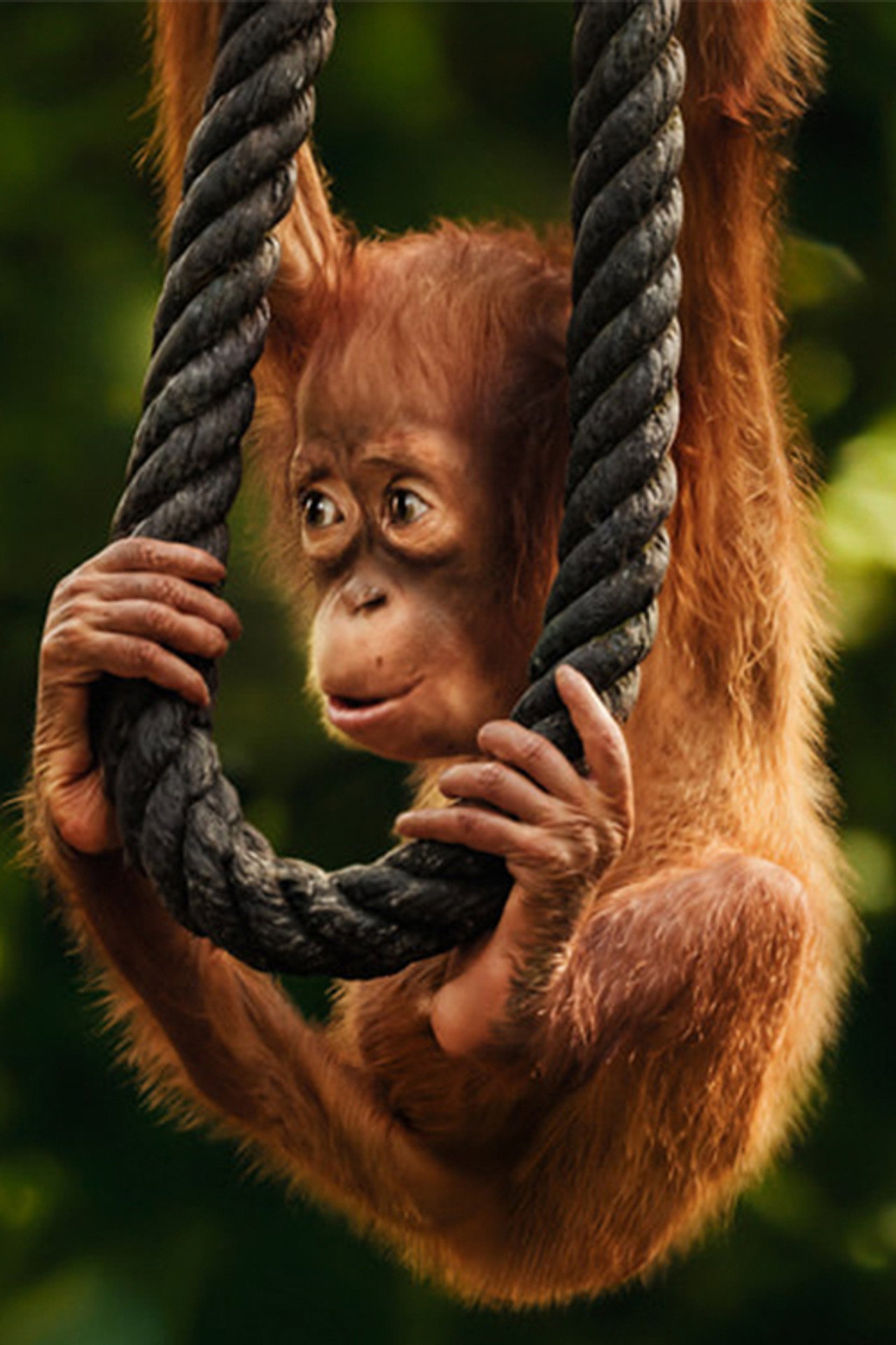 Wild Life - Orangutans poster