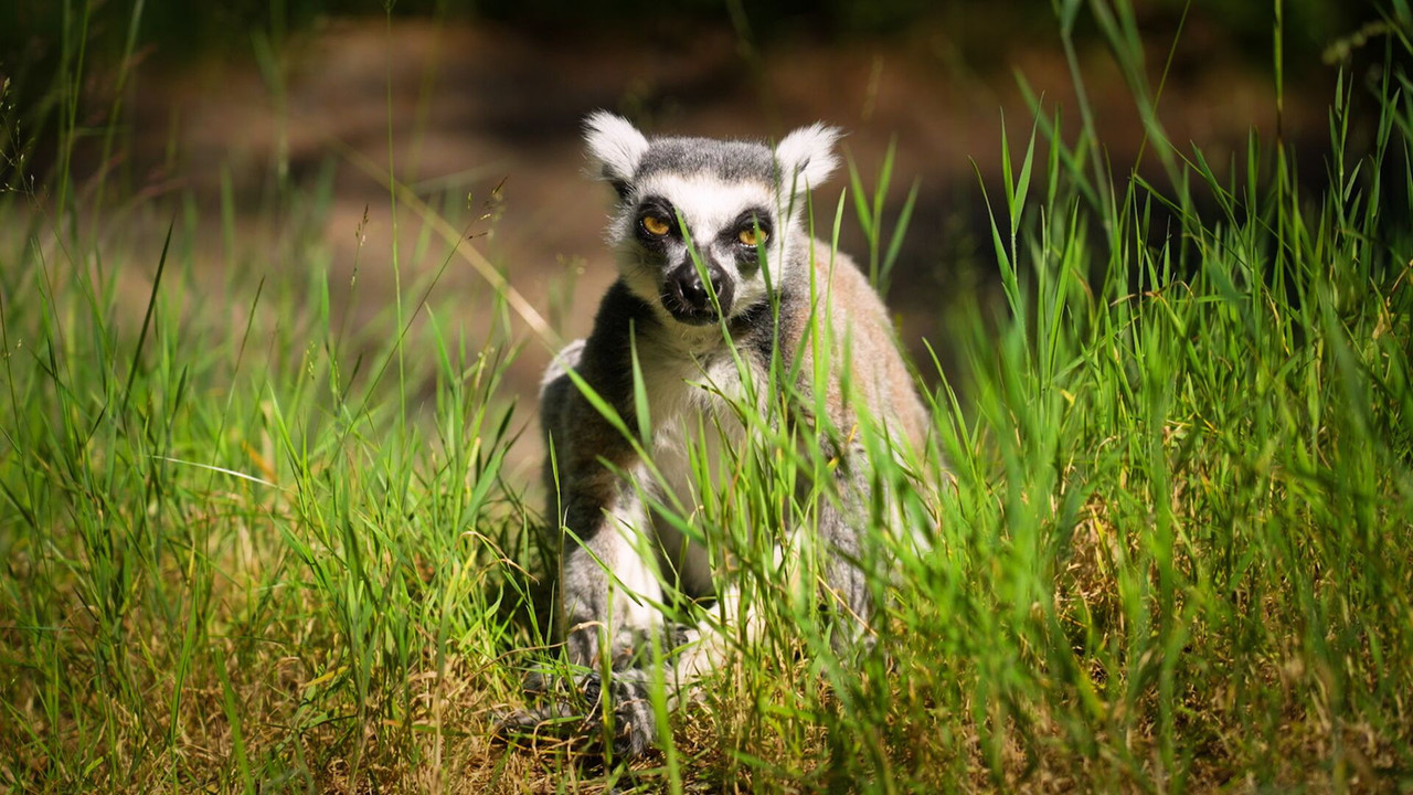 Dyrepasserne — Épisode 4