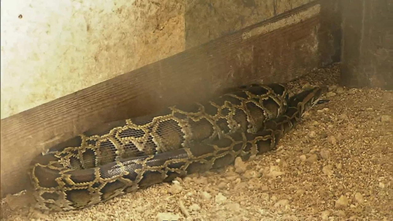 Animal Cops : Miami — Épisode 7