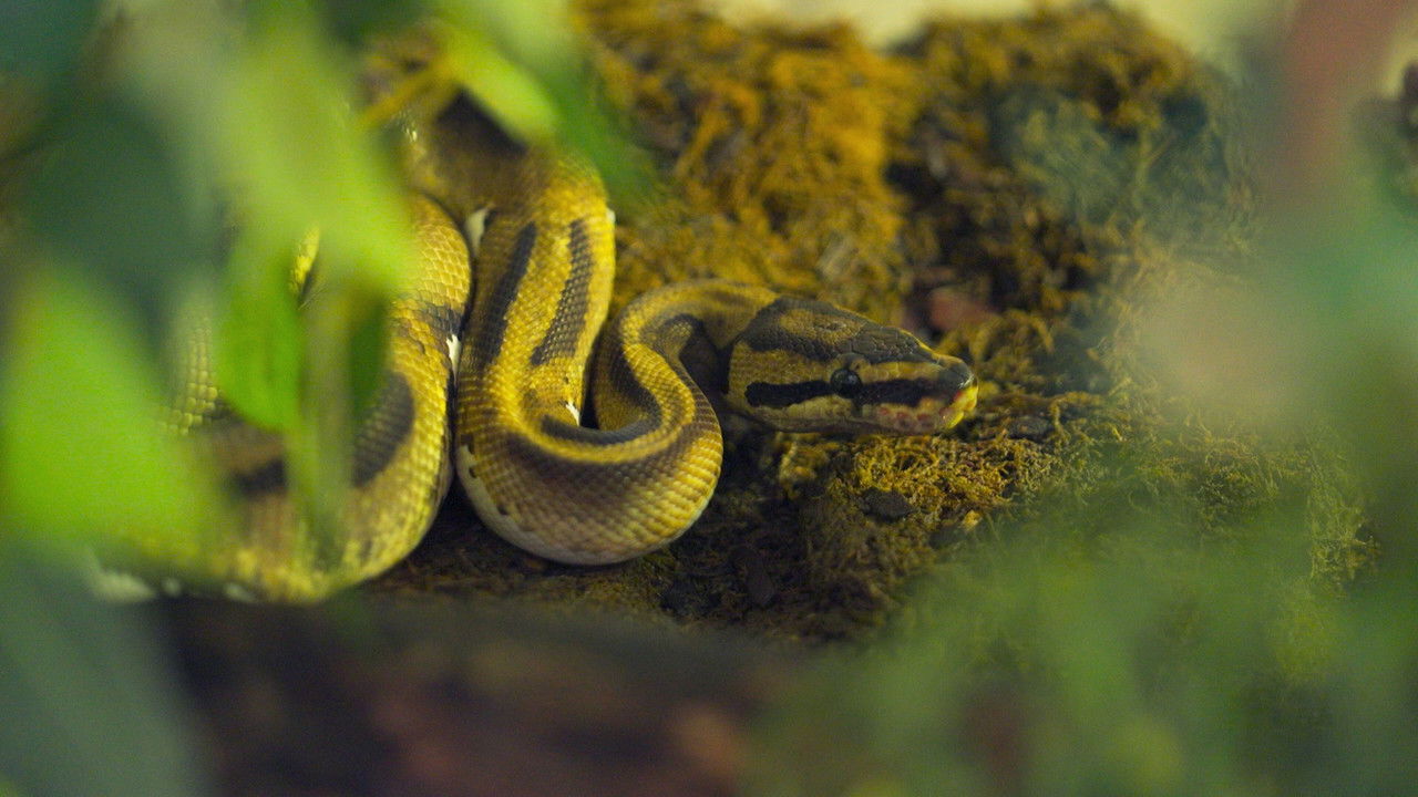 Dyrepasserne — Épisode 8