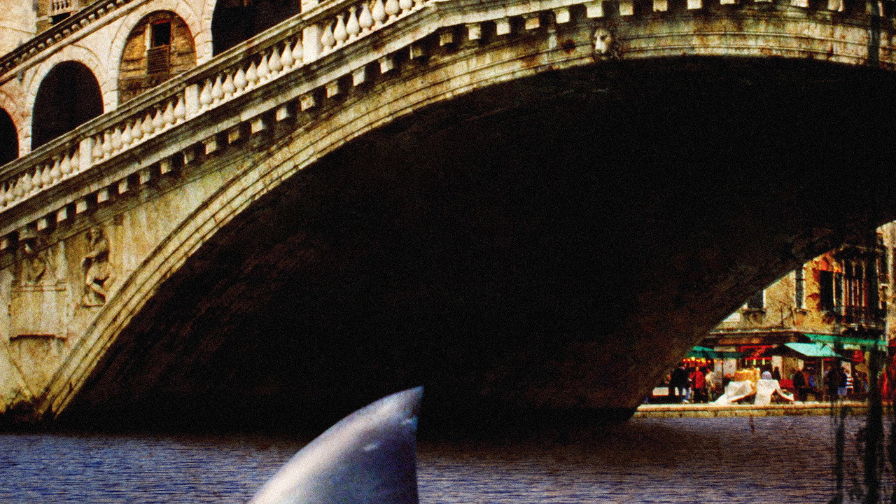 Sharks in Venice