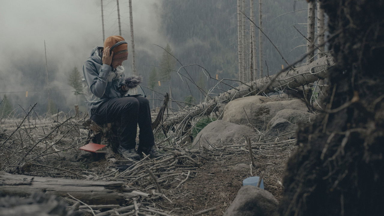 Kodi i pyllit backdrop