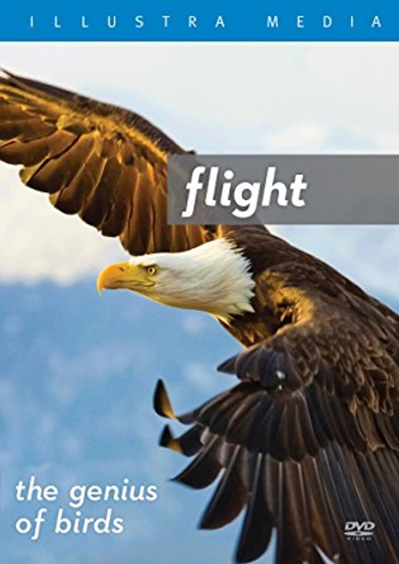 Flight: The Genius of Birds Backdrop