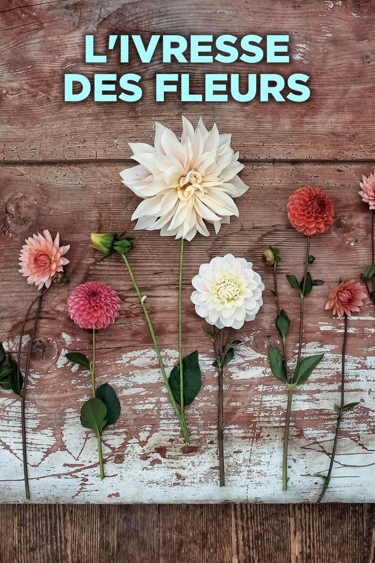 Gëzimi i luleve backdrop