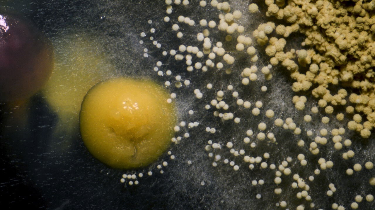 Pika e pohimit backdrop