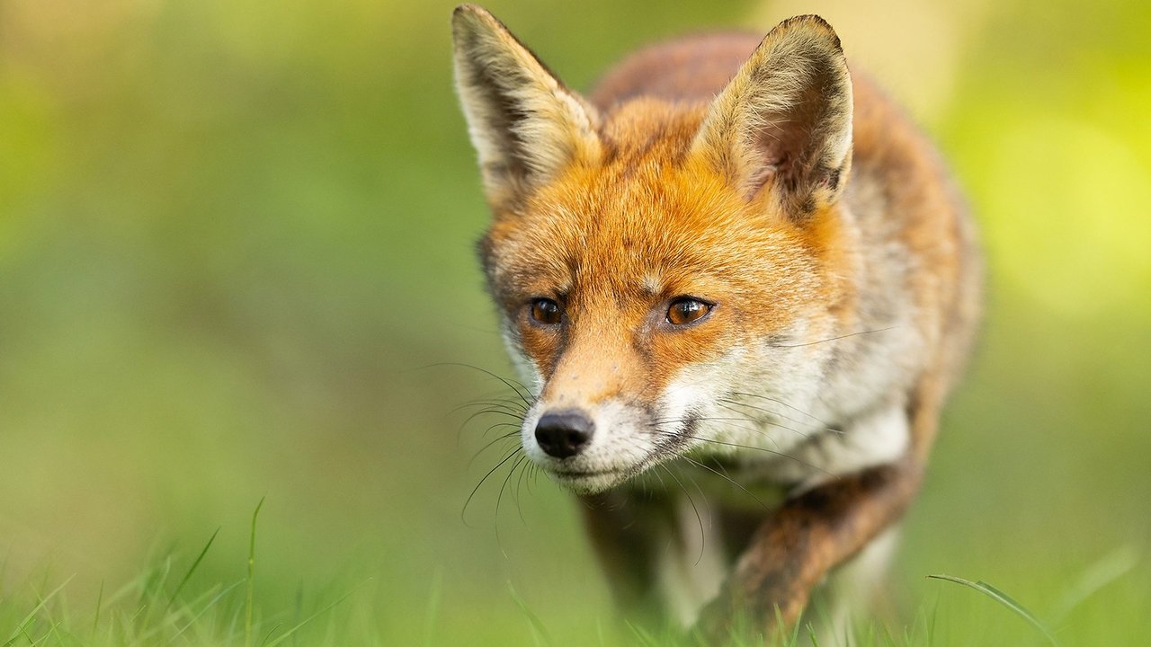 Springwatch - Season 22 Episode 9 : Episode 9