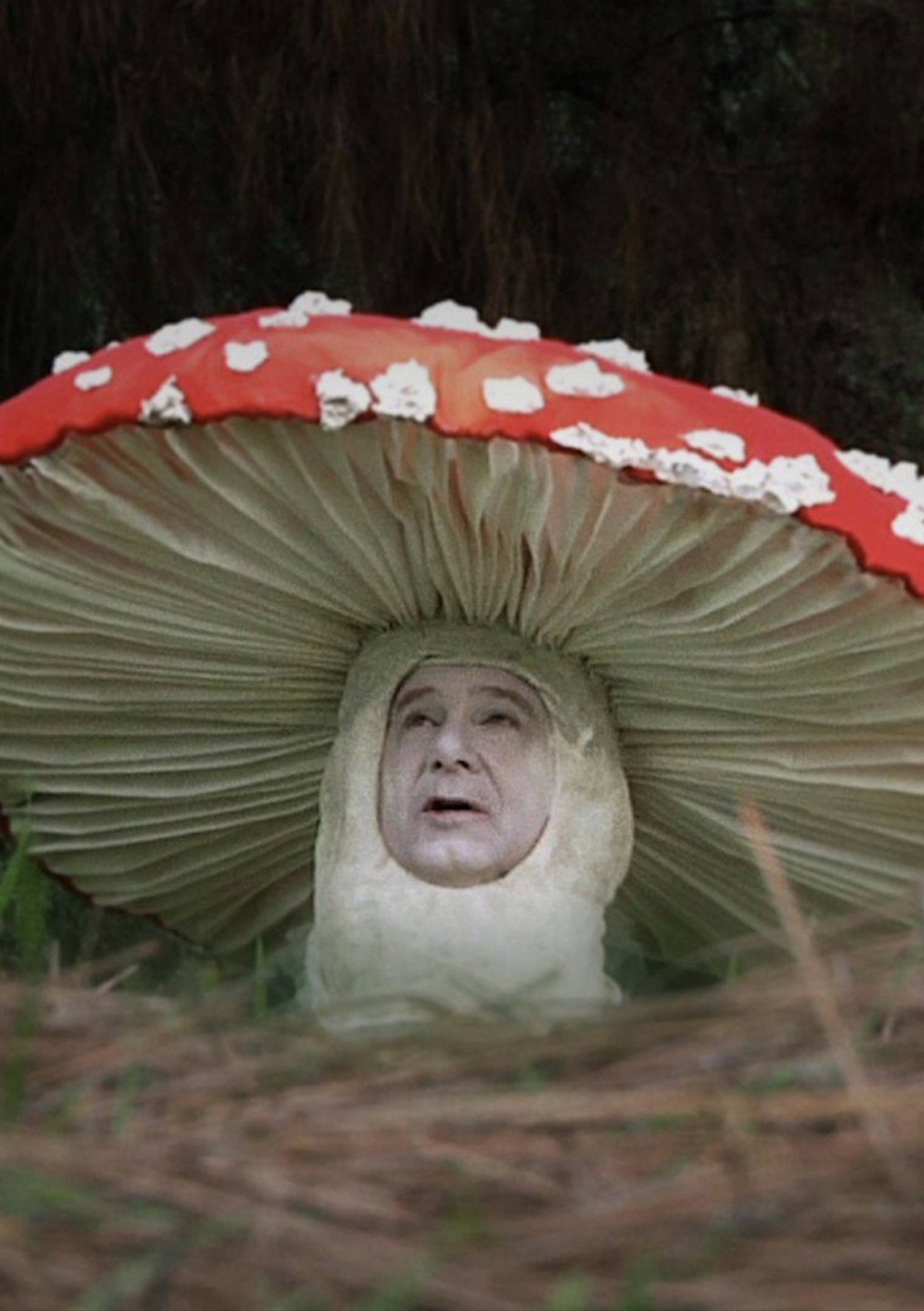 Fly Amanita filmaffisch