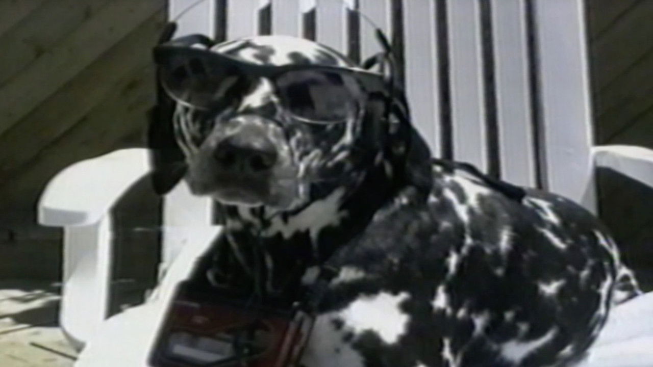 Funniest Pets & People — Épisode 5