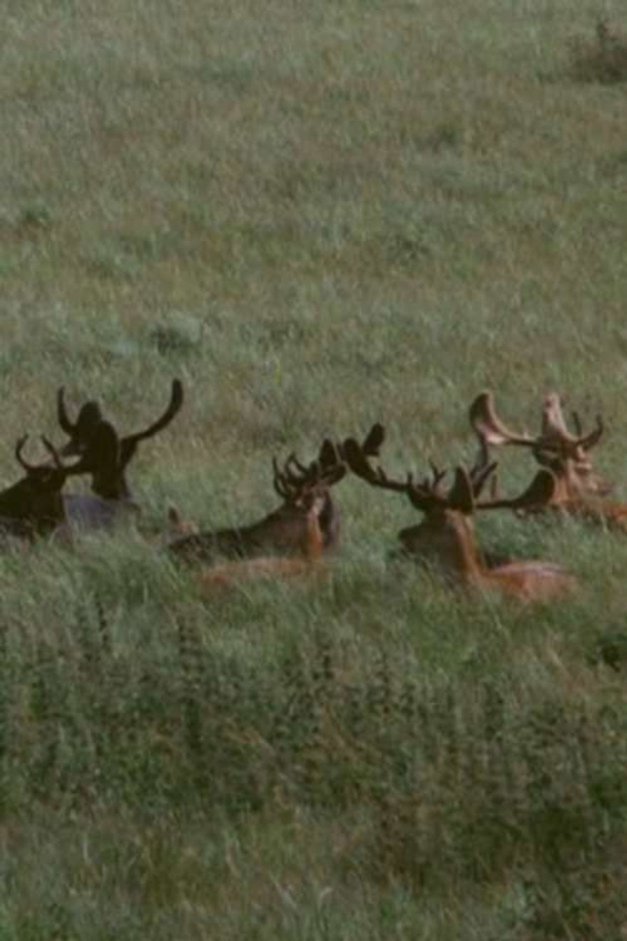 The Deer Garden: The Romantic Forest