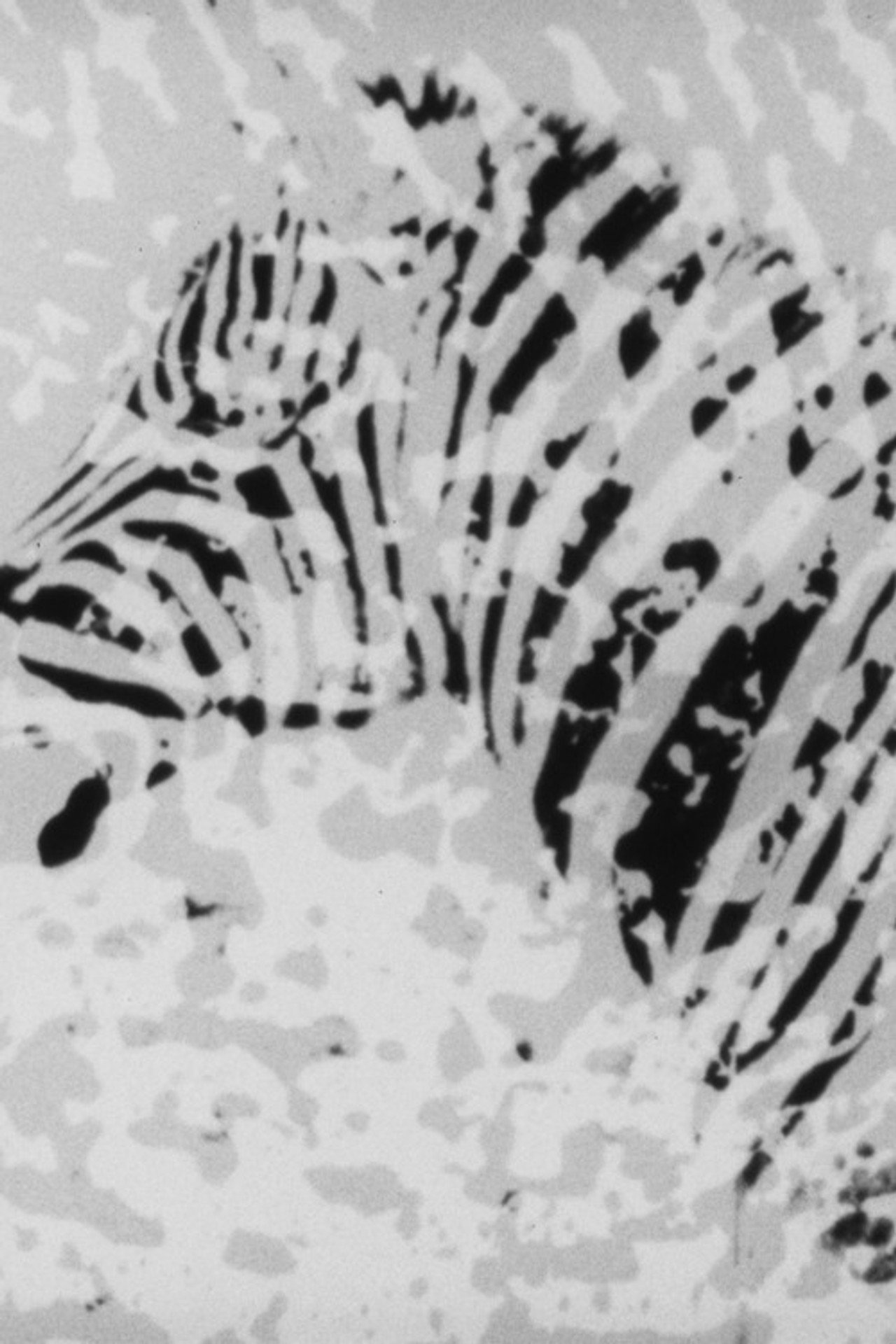 Zebra filmaffisch