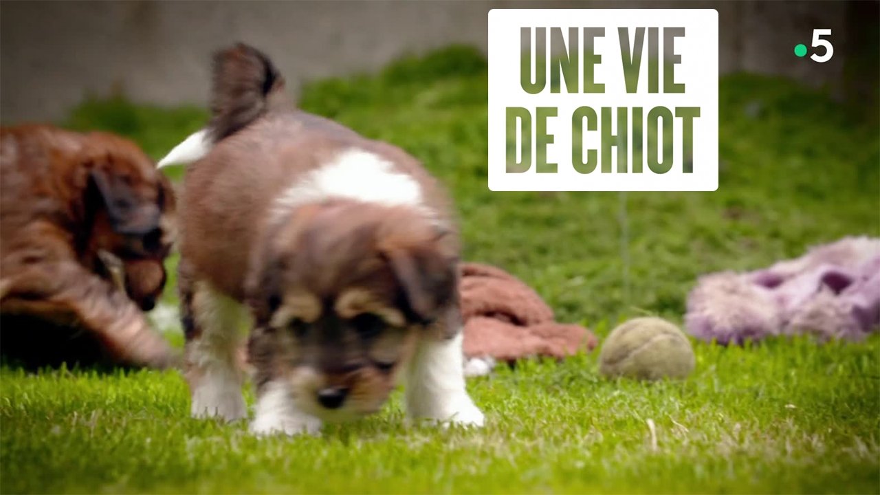 Une vie de chiot