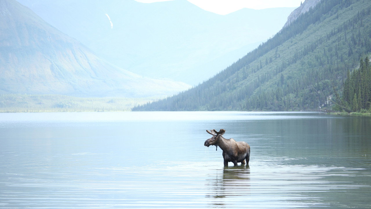 Alone in the Wild — still 3