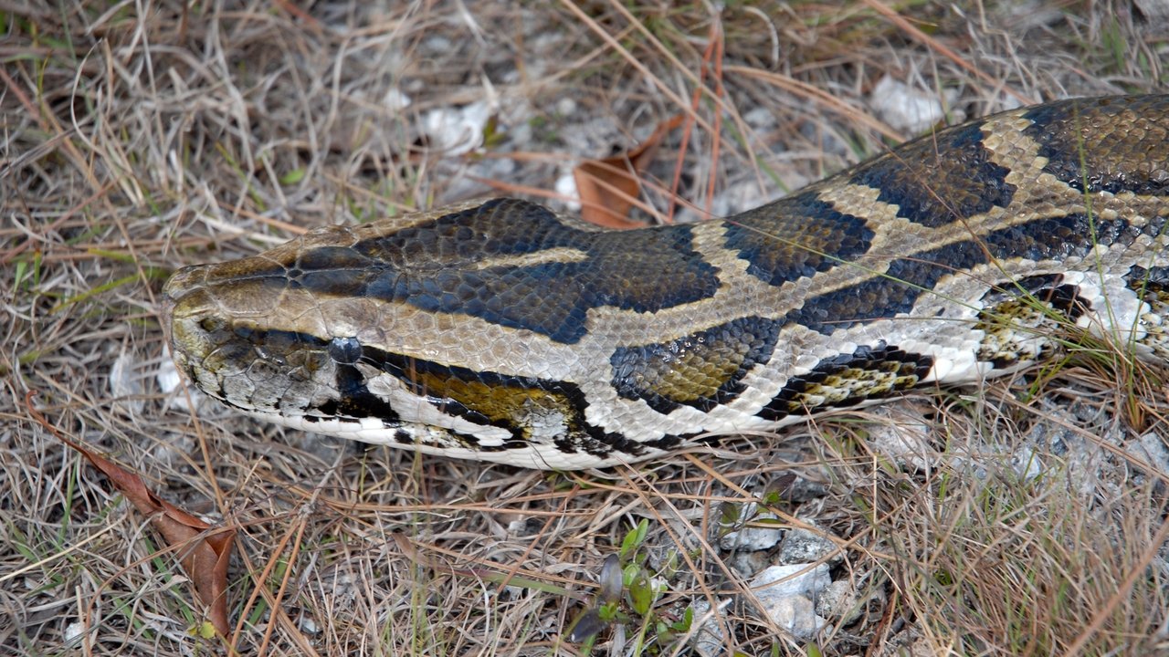 Nature - Season 28 Episode 8 : Invasion of the Giant Pythons