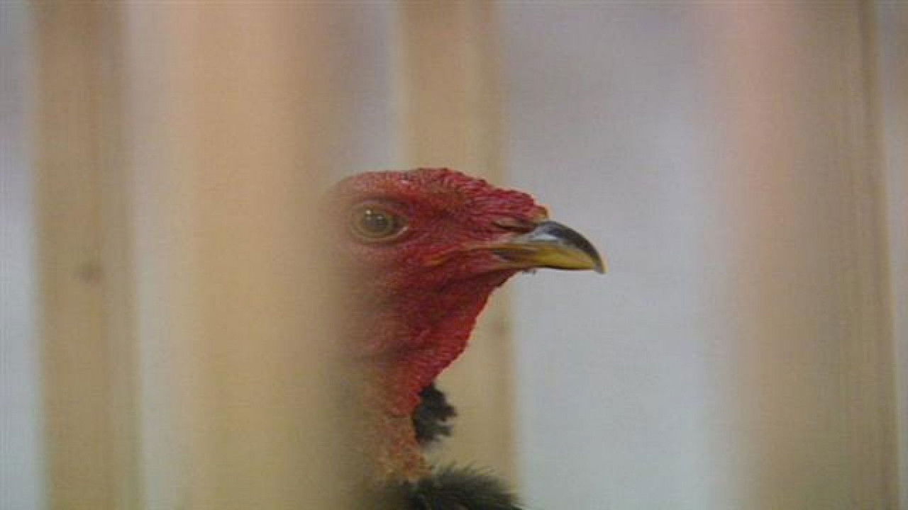 Senderos isleños — Épisode 8