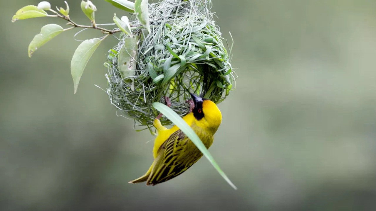 La fabuleuse histoire des oiseaux, des dinosaures parmi nous still 5