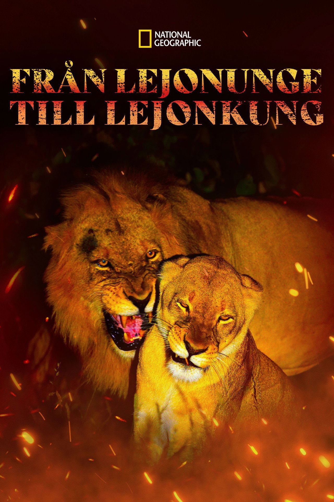 Game of Lions filmaffisch
