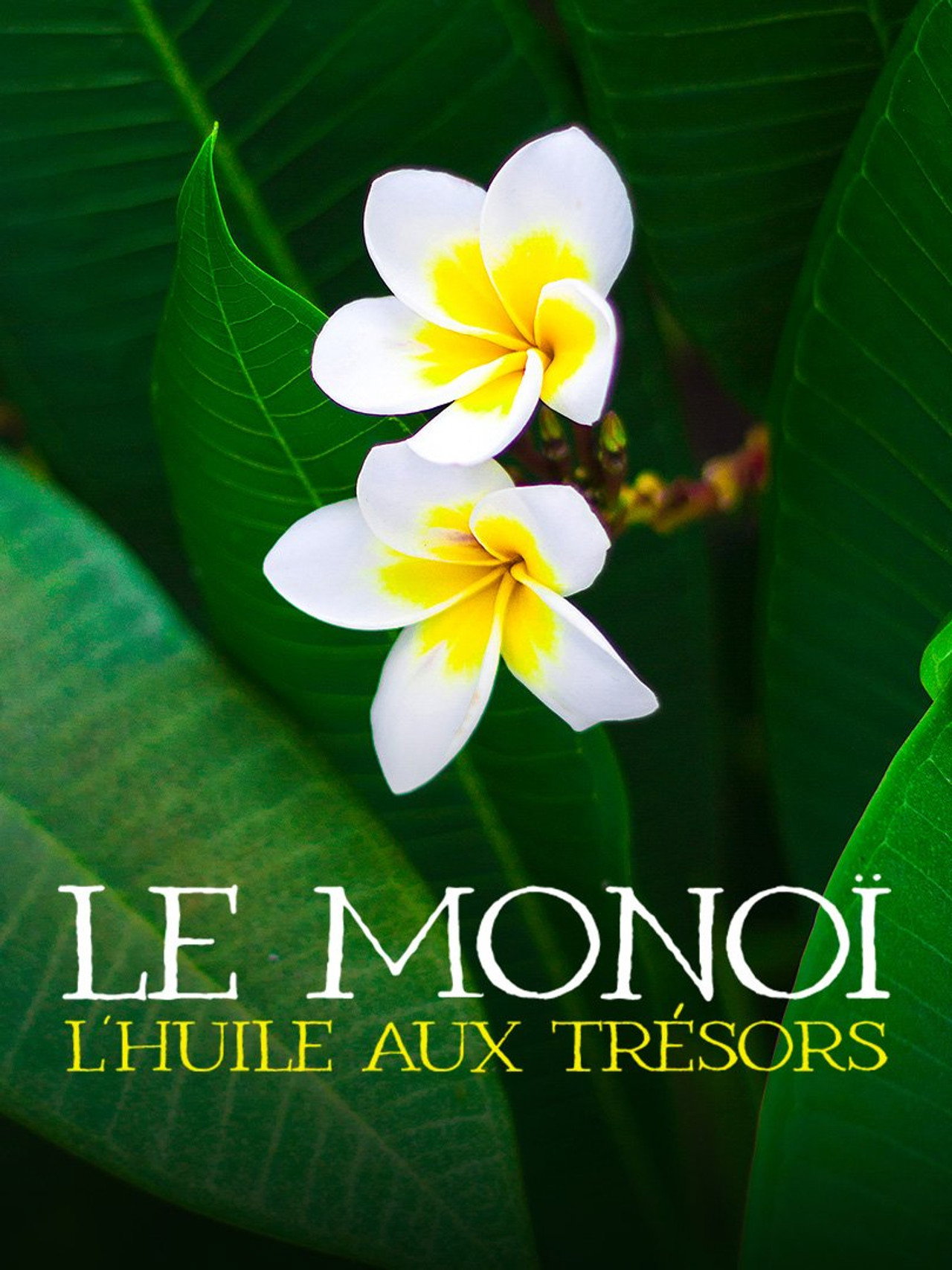 Le monoï : l'huile aux trésors filmaffisch