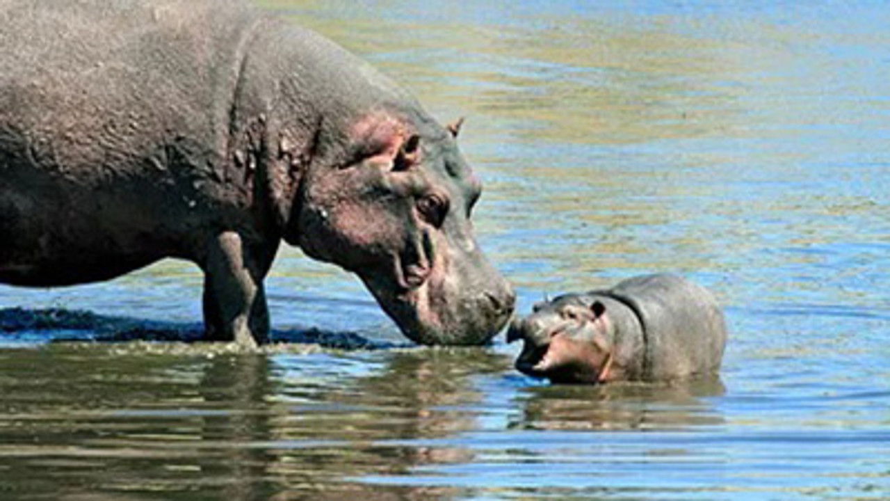 Namibie sauvage — Le grand spectacle des animaux