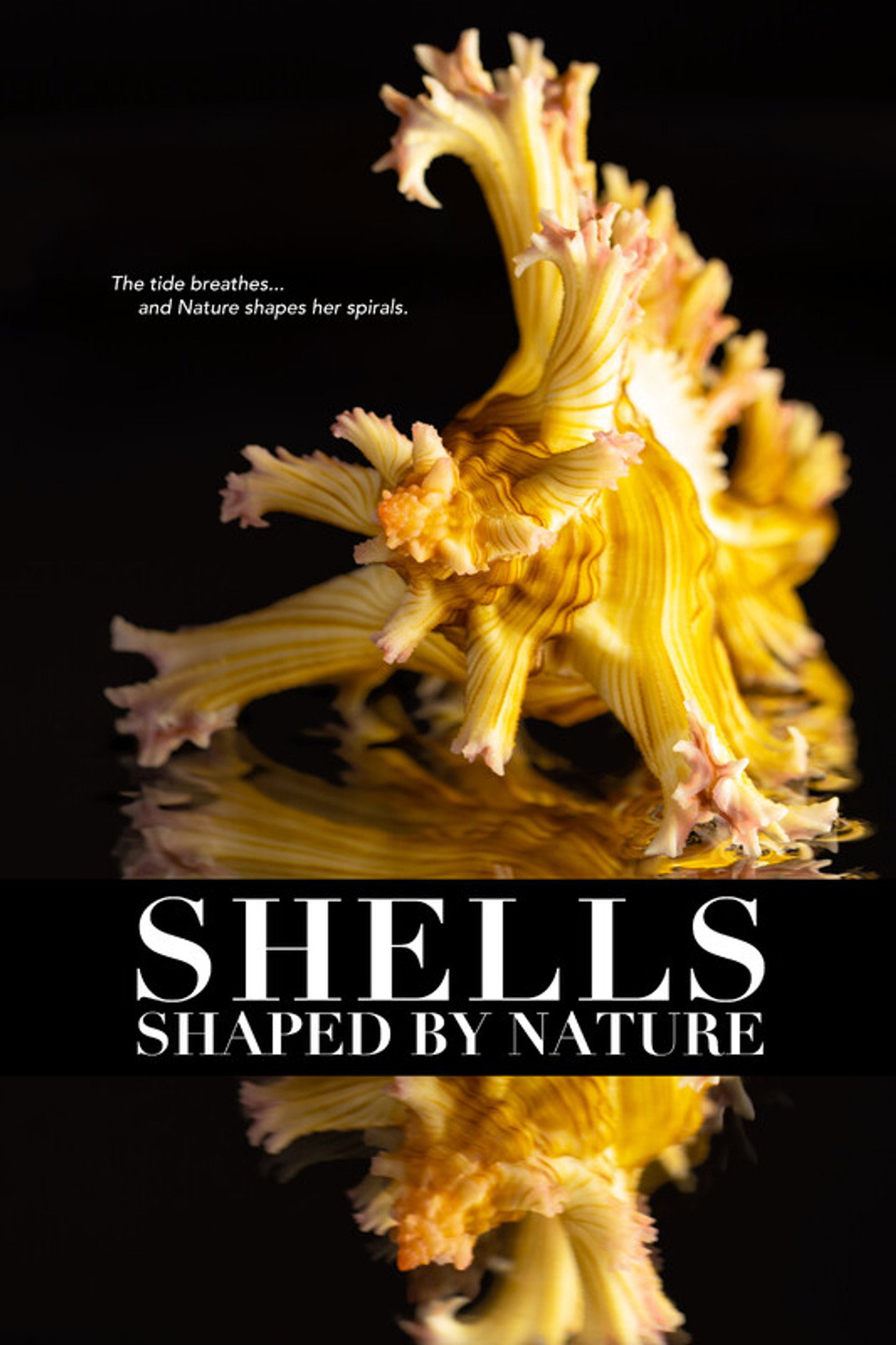 Shells: Shaped by Nature Backdrop