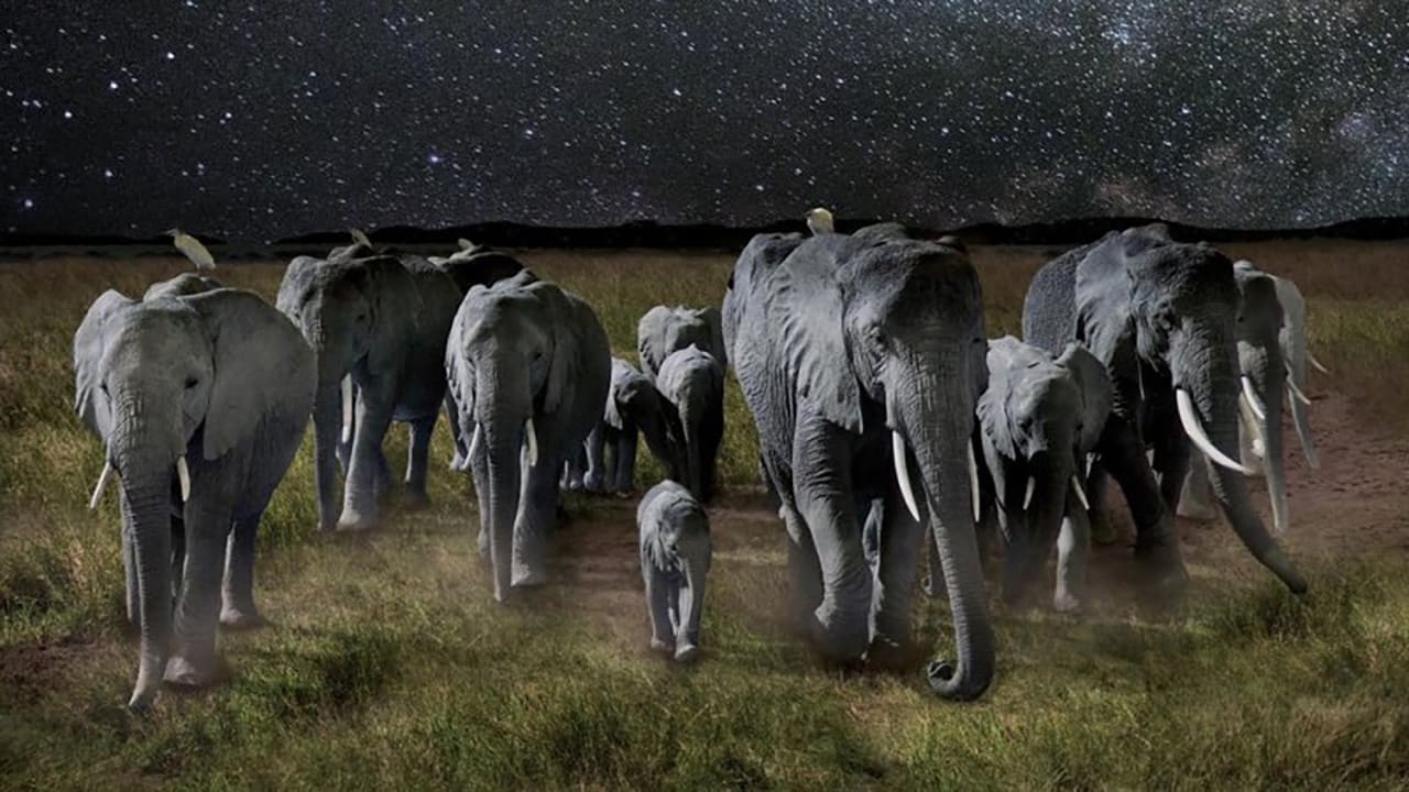 Scen från La Nuit des éléphants