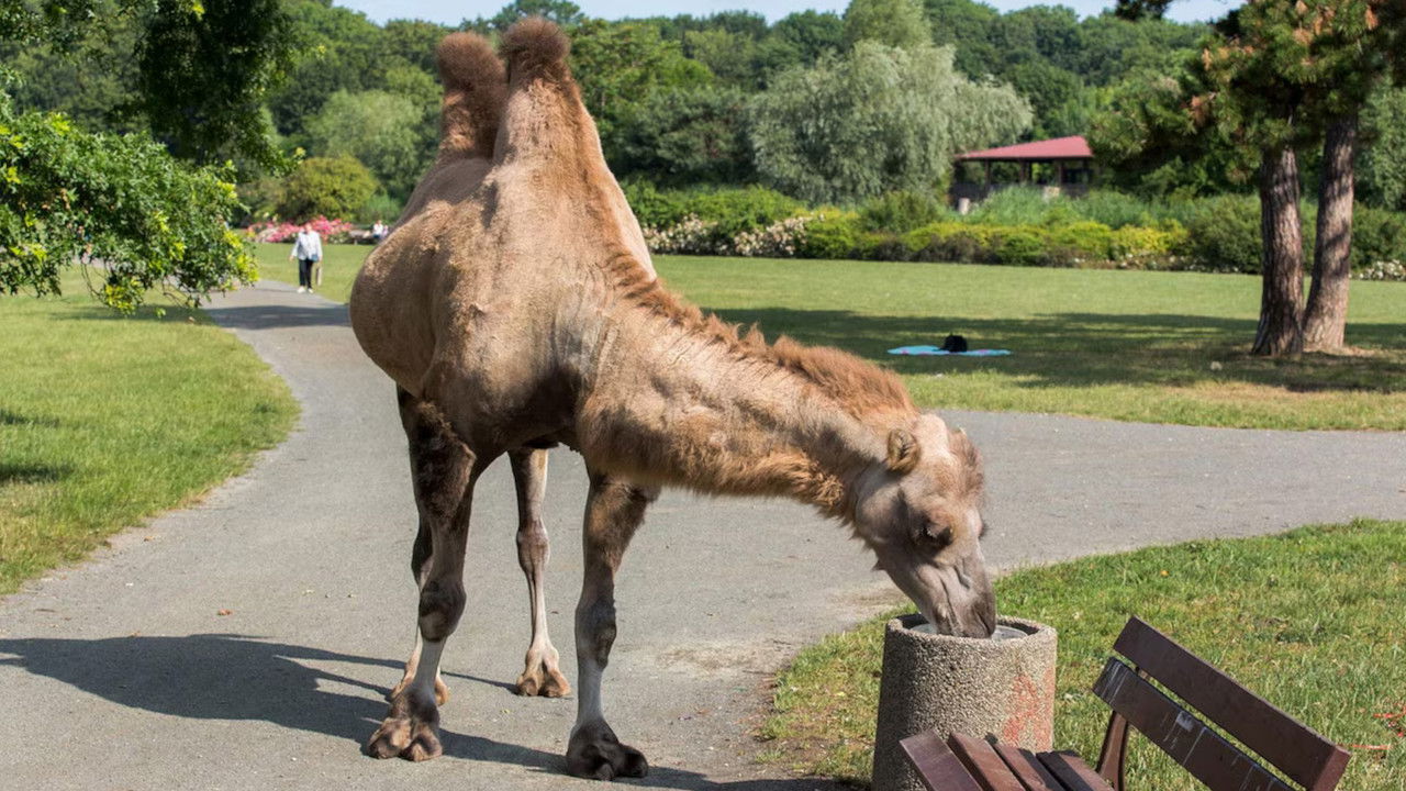 Tierärztin Dr. Mertens — Épisode 11