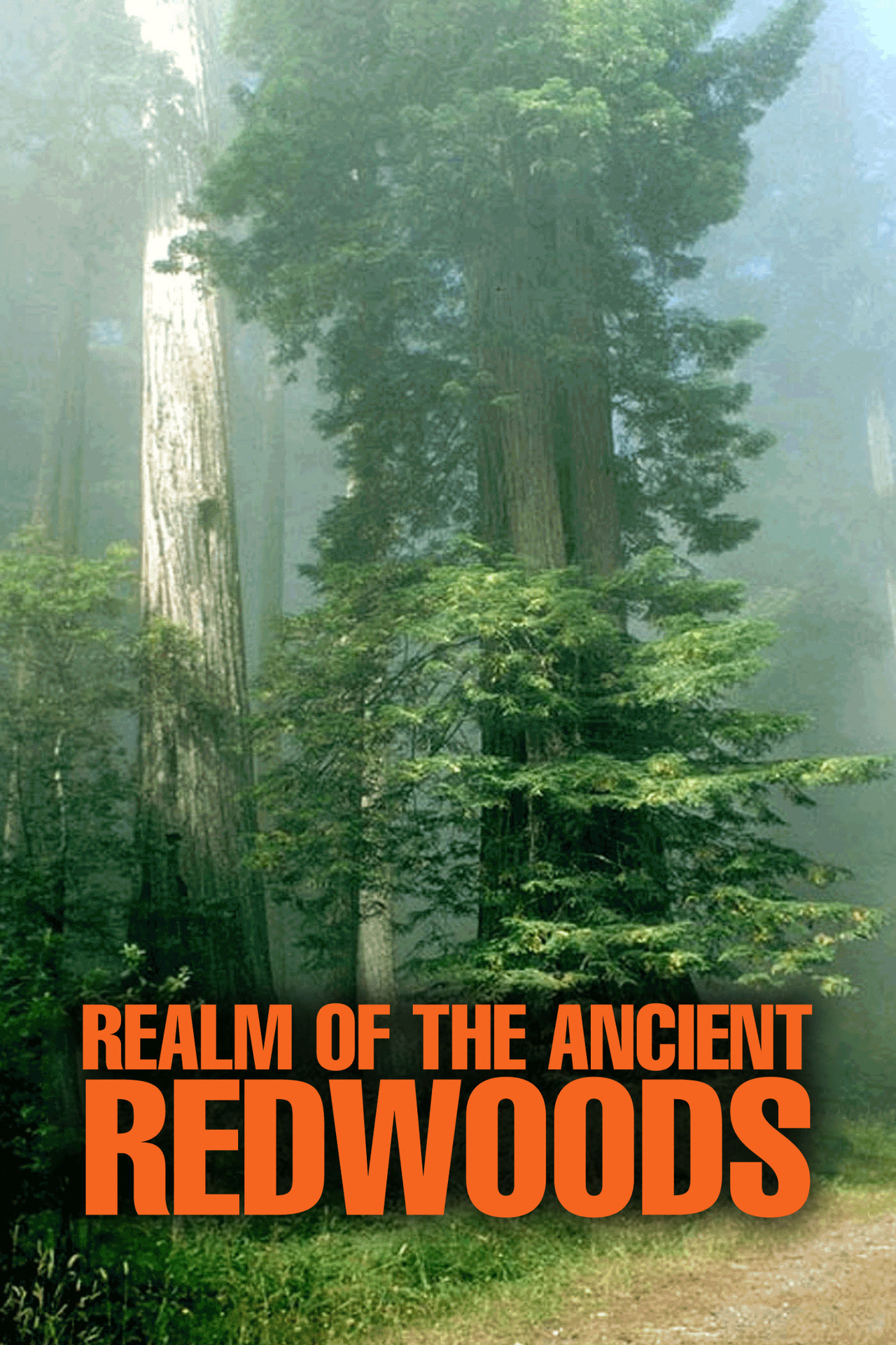 Realm of the Ancient Redwoods Backdrop