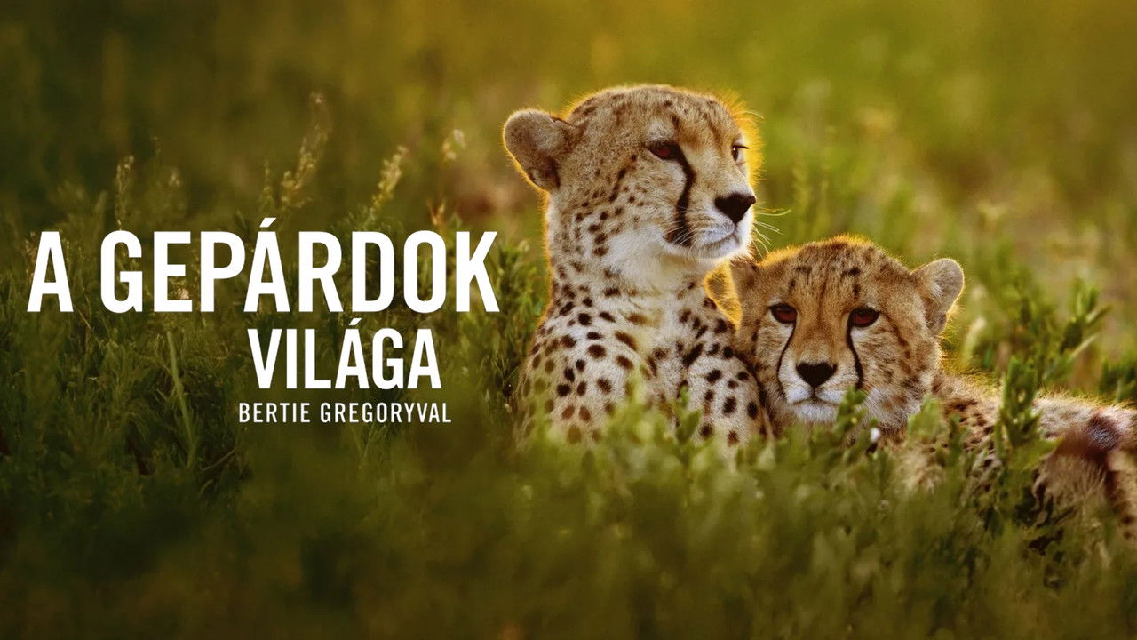 Cheetahs Up Close with Bertie Gregory backdrop image