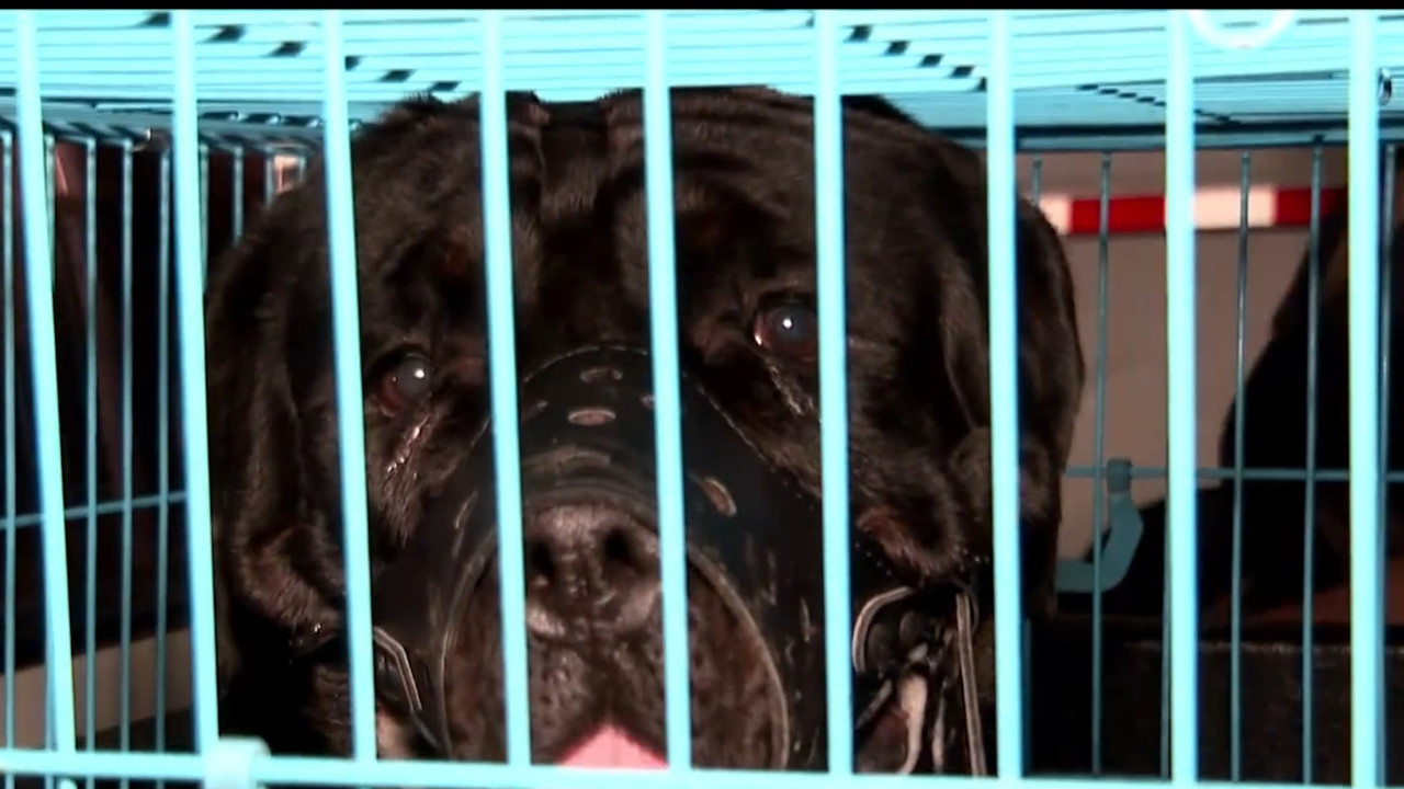 传奇故事 — Épisode 258