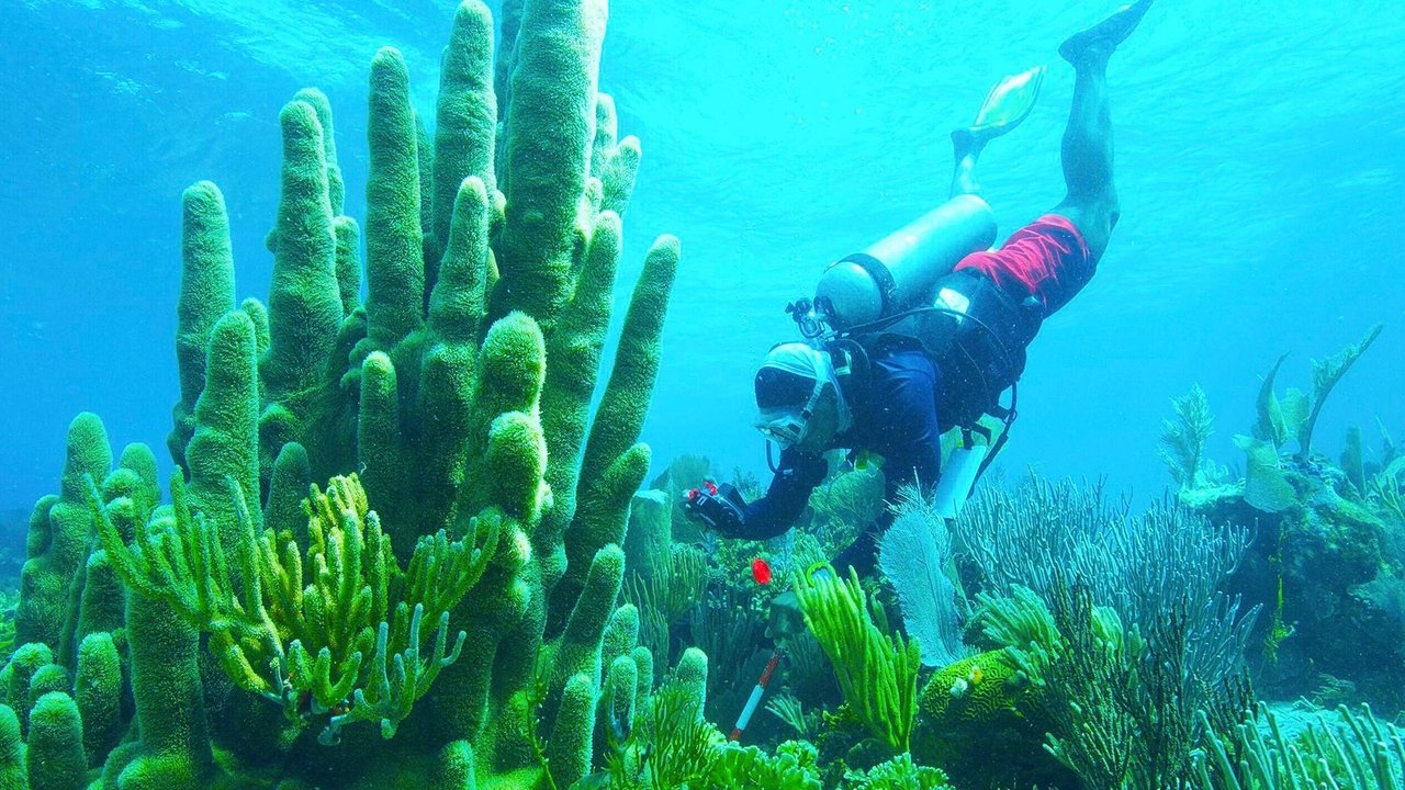 Nature - Season 41 Episode 12 : Treasure of the Caribbean