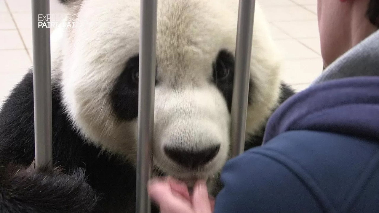 Expédition Pairi Daiza backdrop