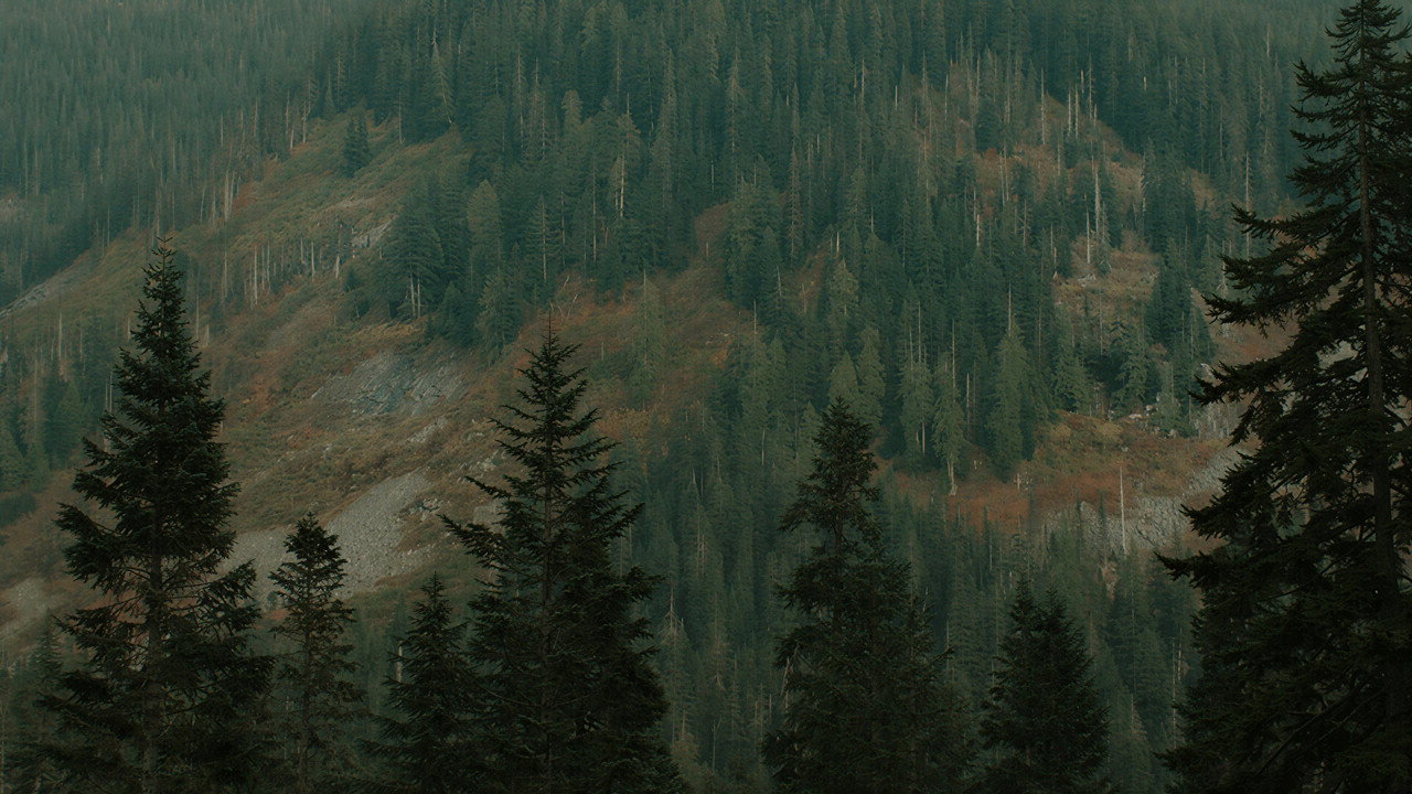 Trees Clip still 4