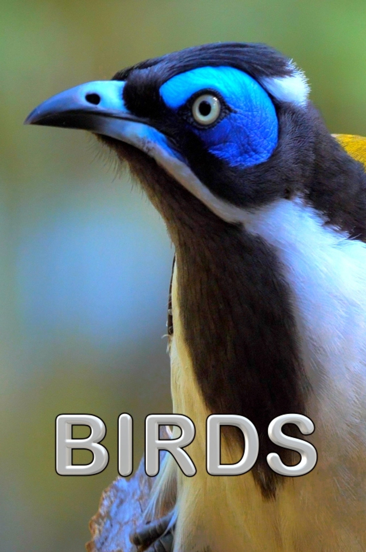 Birds Backdrop