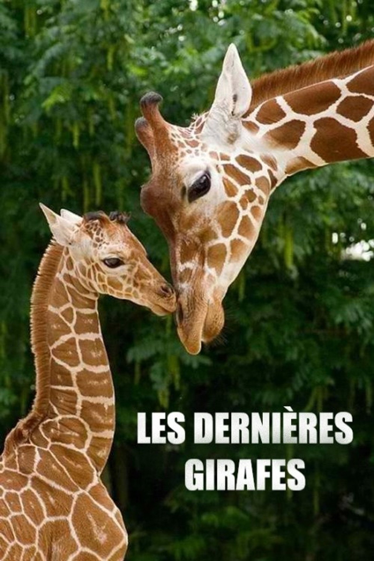 Les Dernières Girafes filmaffisch