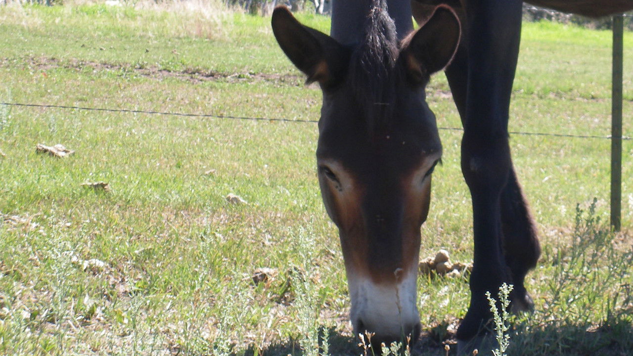 Stranger Than Nature — Épisode 4
