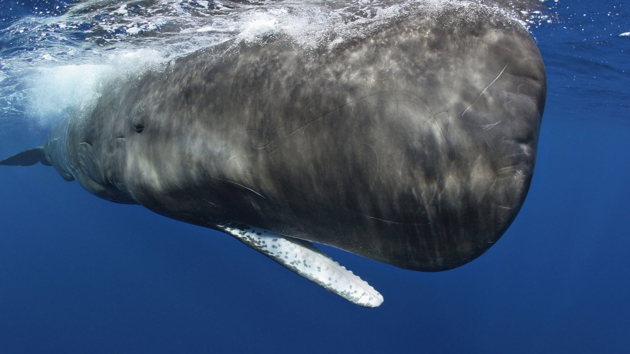 Nature - Season 30 Episode 8 : Ocean Giants: Giant Lives