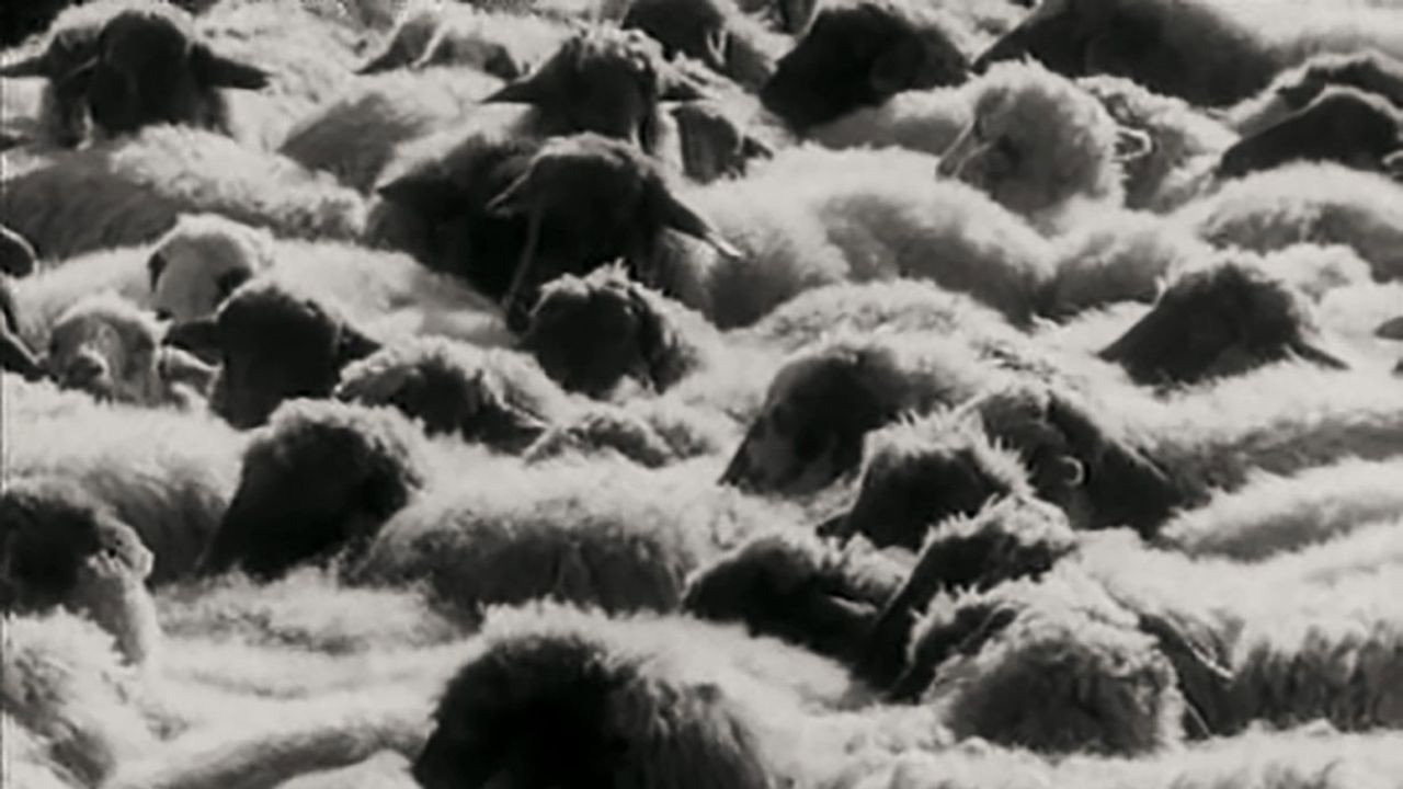 Fondo