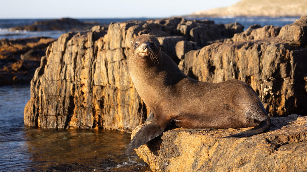 Gladiators — Épisode 2