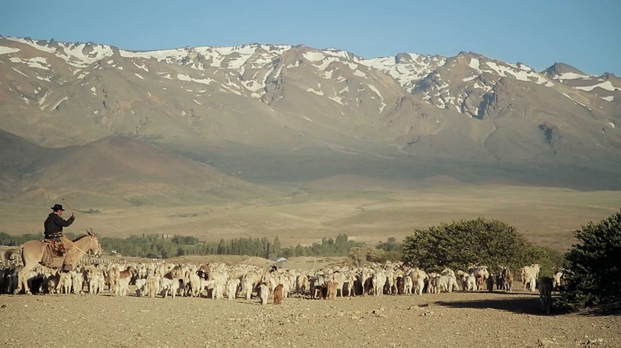 Transhumance background