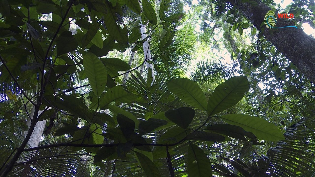 Botanist Francis Hallé Explains...